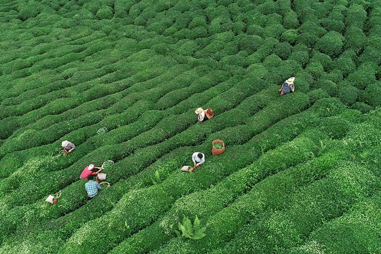 1. sürgün çay alımı