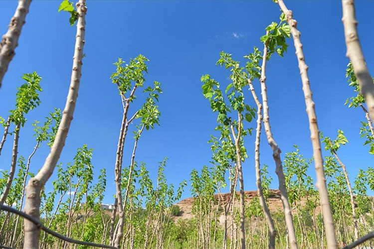 Geçen yıl yaklaşık 500 milyon fidan toprakla buluştu