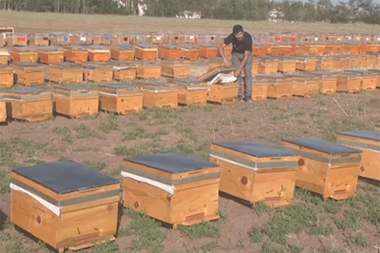 TİGEM 800 arı kovanı alımı yapacak