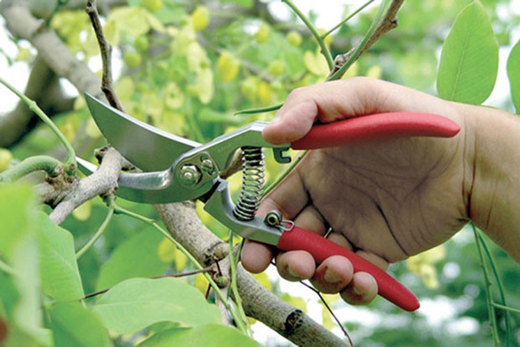 Budama ve sulama işlemlerine dikkat edilmeli