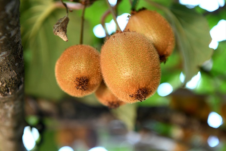 Alternatif kivi yetiştiriciliği denemesi başarılı oldu