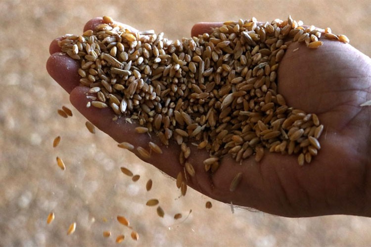 Türk tohumcular Rusya ile işbirliğini güçlendiriyor