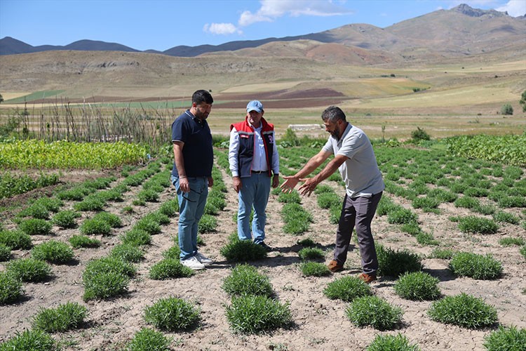 Bayburt'ta tarhun ekim alanlarını inceledi