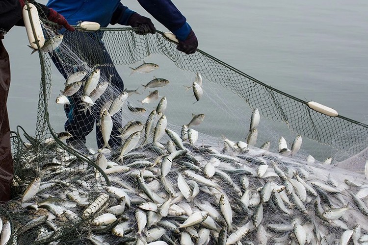 Muğla'dan 9 ayda 545 milyon dolarlık balık ihracatı yapıldı