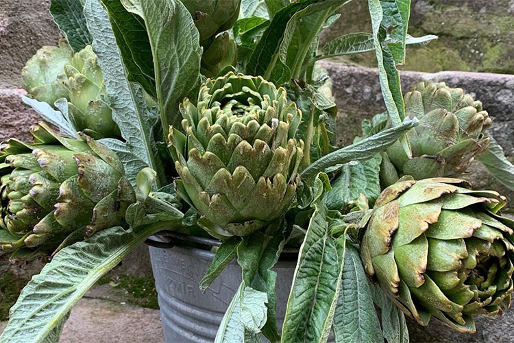 Sakız enginarı hasadında "yağmur" gecikmesi yaşandı