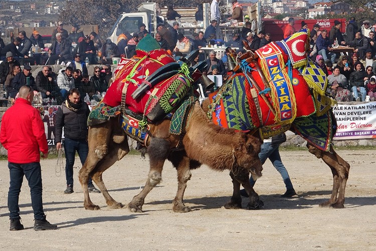 Çanakkale'de deve güreşi festivali düzenlendi