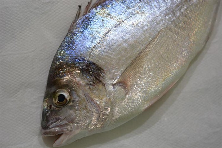 Su Ürünleri Tescil Komitesi, 4 balık türünü tescilledi