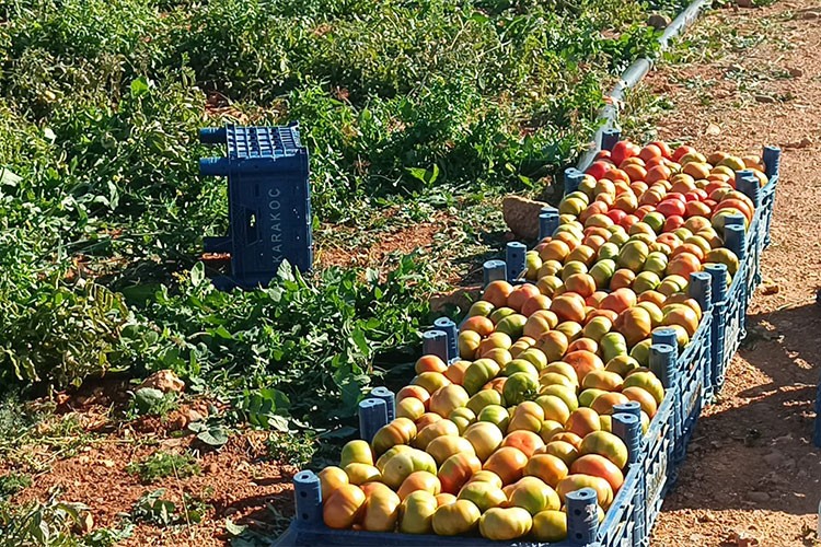 Adana'da güz domatesinde hasat başladı