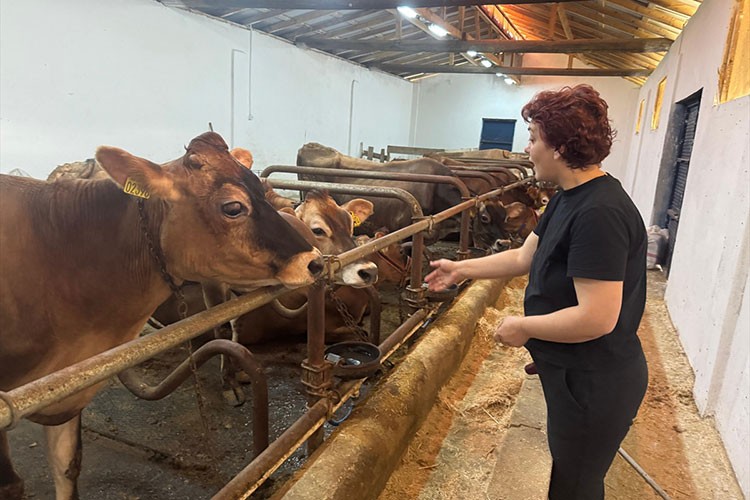 Giresun'da hastalıktan ari üç hayvancılık tesisine destek verildi