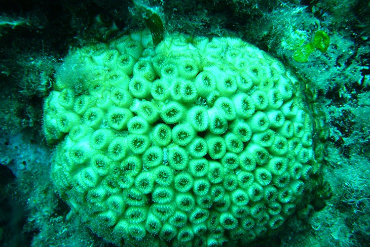 Denizlerin ormanı mercanlar koruma altında