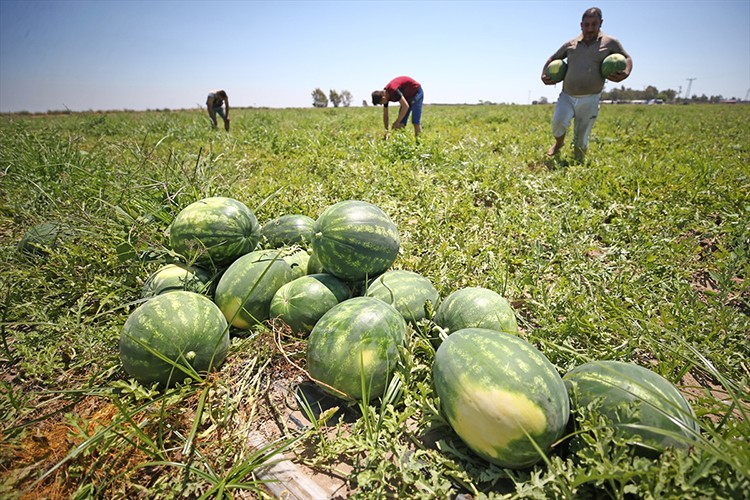 Adana karpuzu fiyatıyla mutlu etti