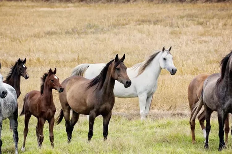 TİGEM 69 safkan Arap koşu tayı satacak