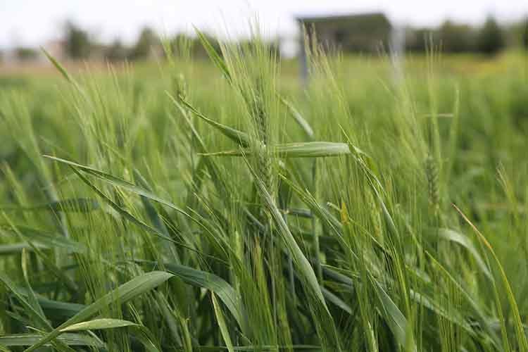 Hububat üreticilerini yağışlar umutlandırdı