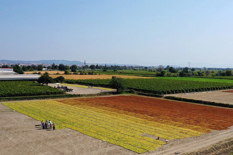 TMO'dan 10 bin tonluk alım