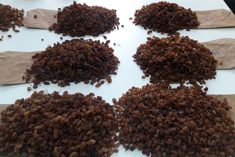 Çekirdeksiz kuru üzüm ihracatçısı önünü görmek istiyor