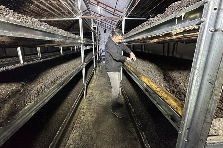 İstanbul'dan memleketine dönen bilişimci mantar üreticisi oldu