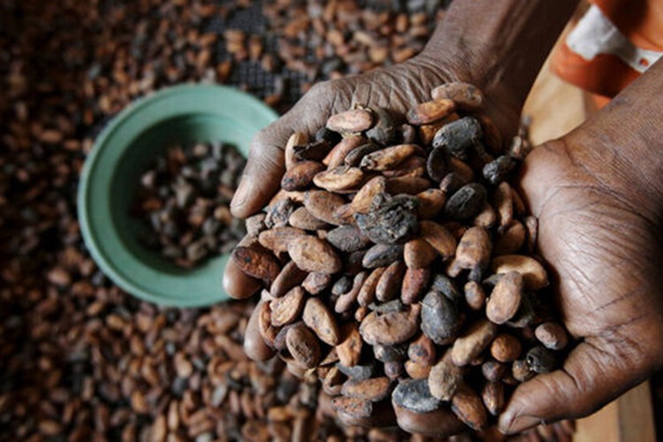 Kakao fiyatları en hızlı yıllık düşüşünü kaydetti