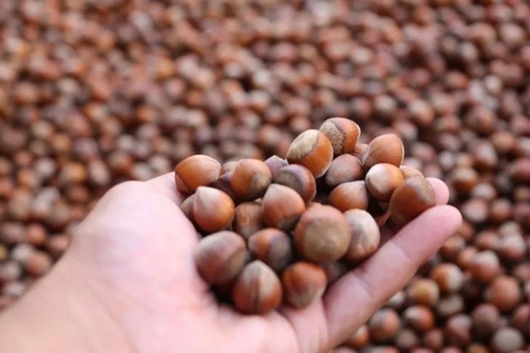 11 ayda 396 bin tonu aşkın fındık işlem gördü