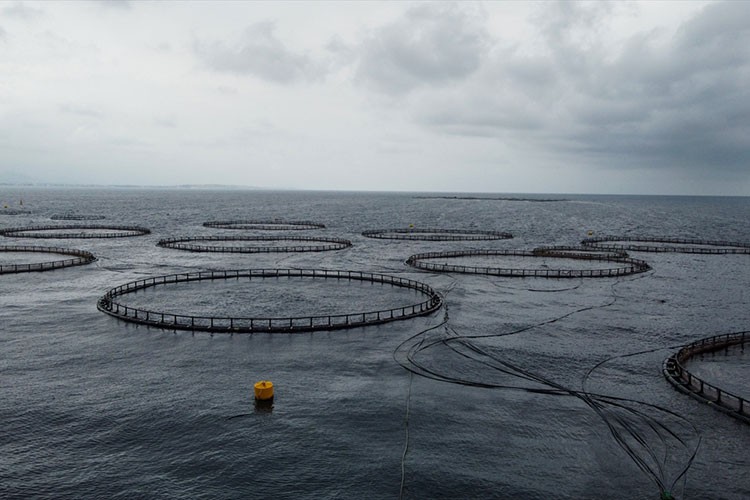 Kafeste yetiştirilen balıklar Avrupa'ya ihraç ediliyor
