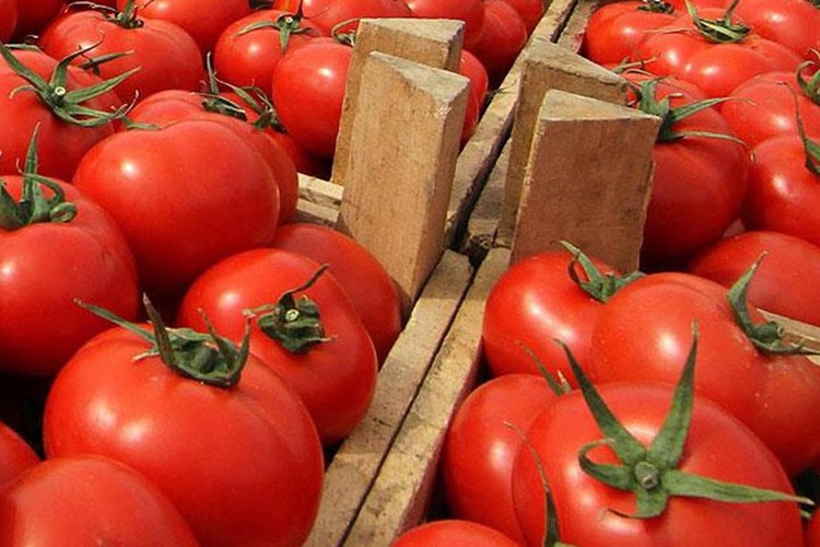 38 ton domates geri geldi