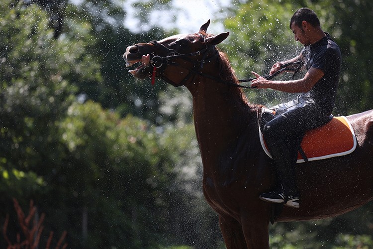 Düzce'de sıcaktan etkilenen atlar yıkanarak serinletildi