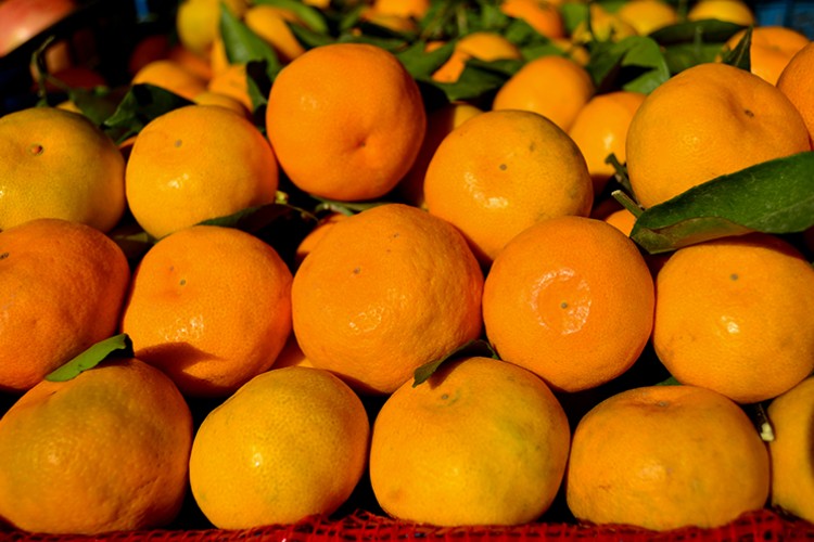 Doğu Akdeniz Türkiye'nin turunçgil ihracatına önemli katkı sunuyor