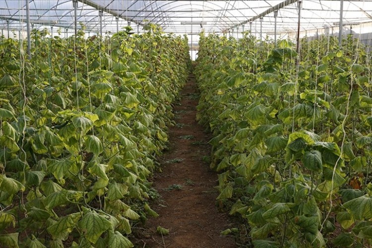 Devlet destekli seralarda üretim yapılıyor
