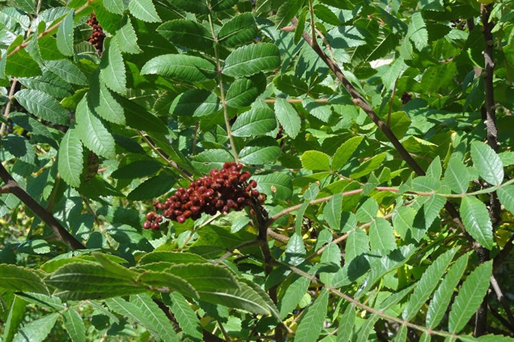 Sumak bitkisinden 80 milyon TL'lik gelir