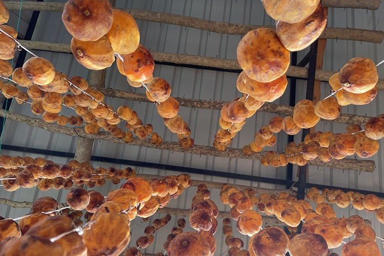 Trabzon hurmasında üretim artıyor