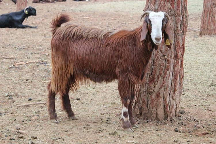 TİGEM 350 reforme keçi satacak