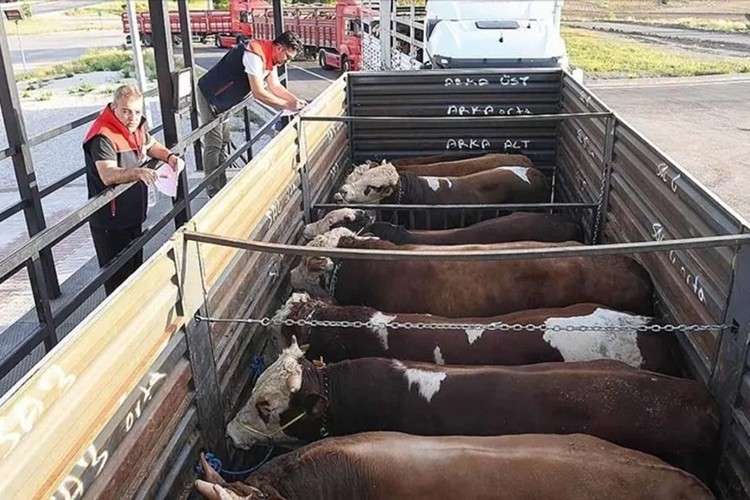 Bayram öncesinde taşınan 375 bin 90 kurbanlık kontrol edildi