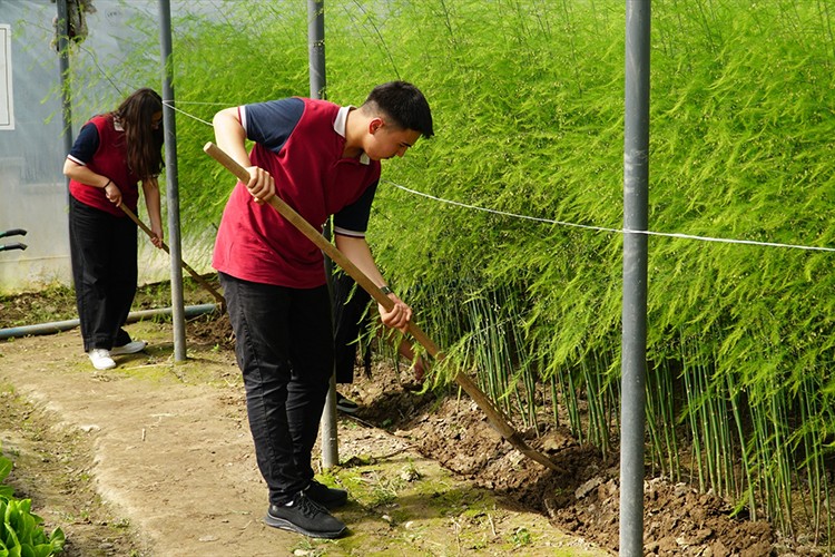 Öğrenciler lise bahçesinde kurulan serada kuşkonmaz yetiştiriyor