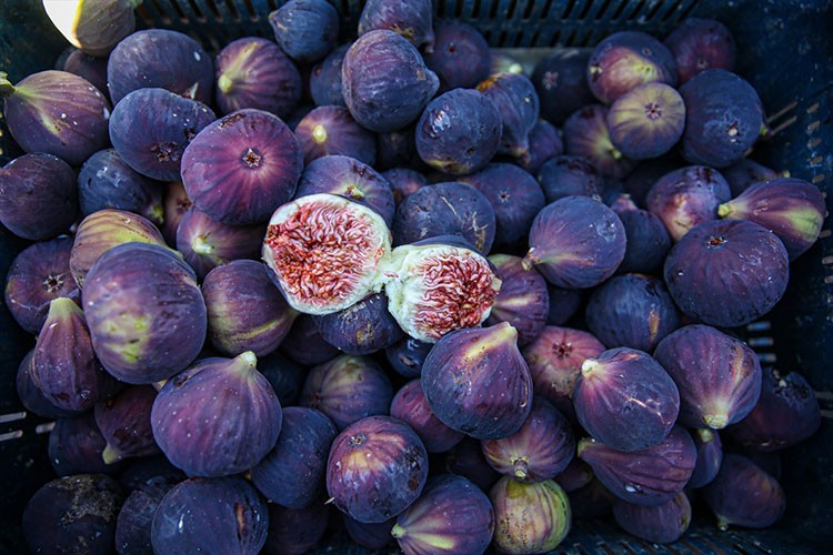 Bursa siyah incirinde 17 bin ton ihracat hedefleniyor