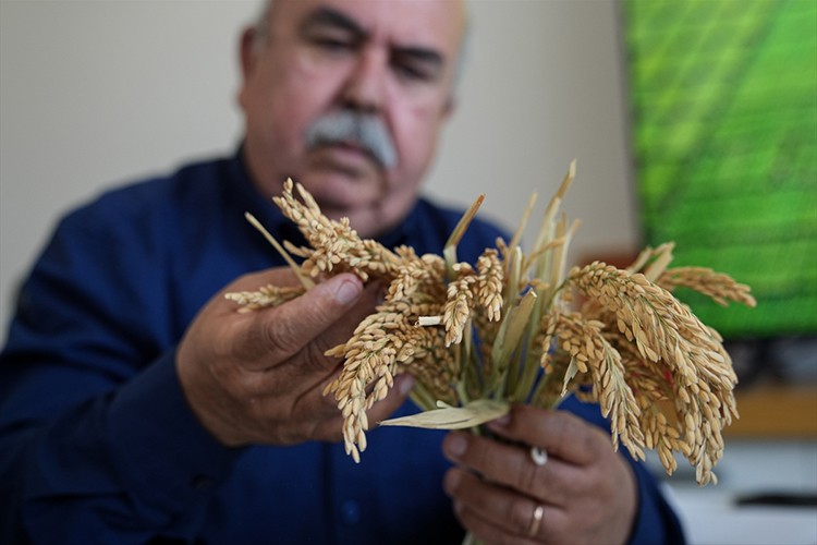 Kuraklığa ve hastalıklara dayanıklı 3 çeşit daha geliştirdi