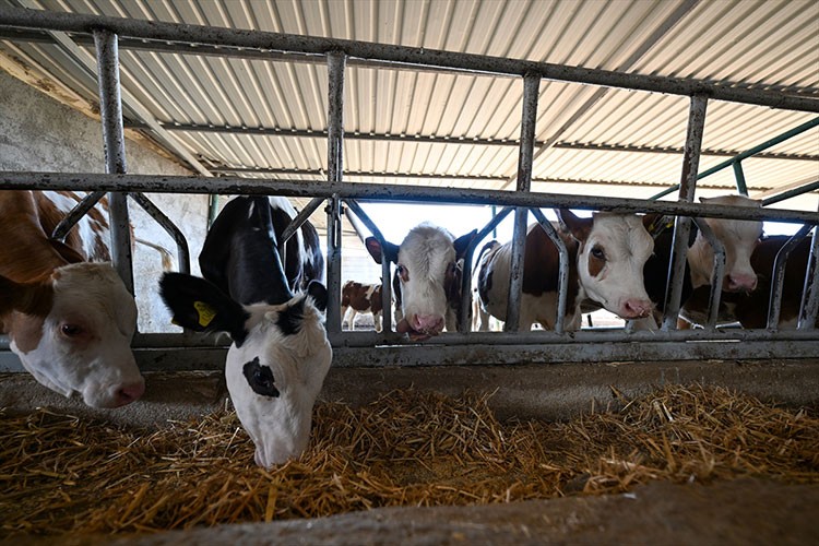 Hayvancılıkta yem maliyeti düşürülecek