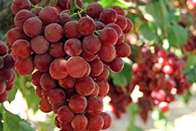 Japonya'da kızıl üzümün salkımı 1,4 milyon yene satıldı