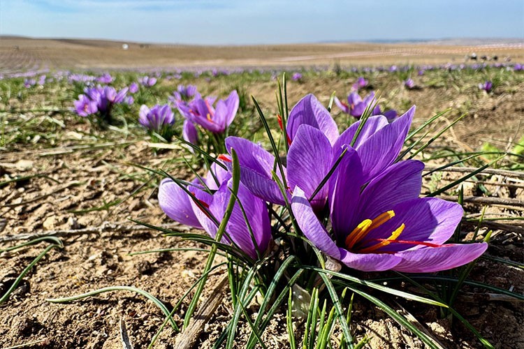 Eskişehir'de safran hasadı başladı