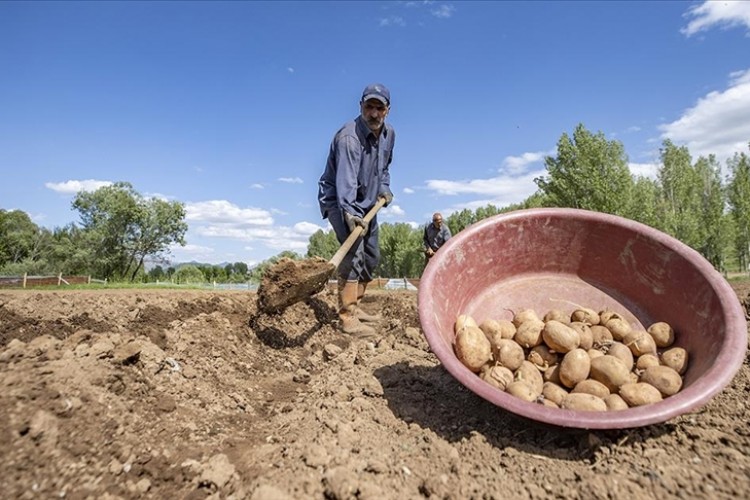 Tunceli'nin köylerinde üreticiler patates ekim mesaisinde