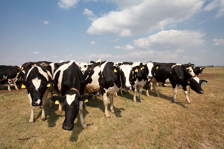 Büyükbaş haüyvan satılacak