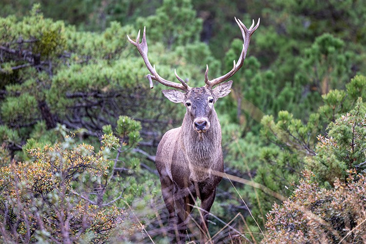 Beypazarı'nda kalker ocağı projesi durduruldu
