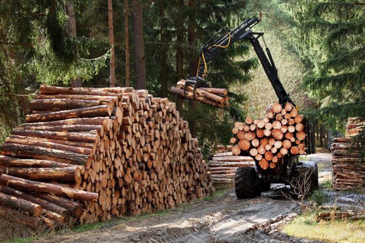 Orman endüstrisinde Türk - Rus iş birliği İstanbul'da hayat bulacak