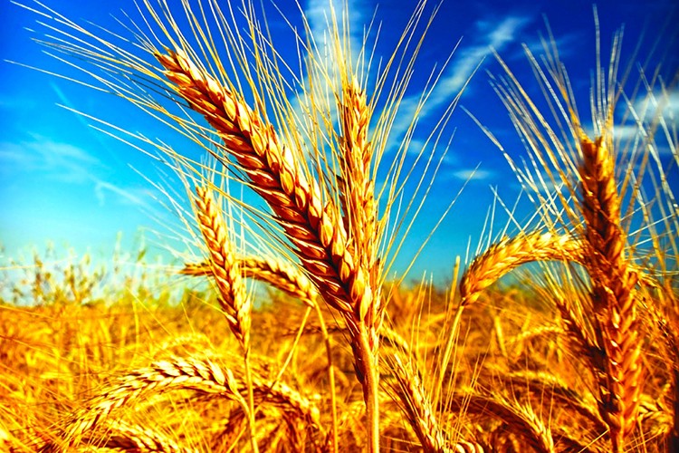 Trakya'da buğday alarmı