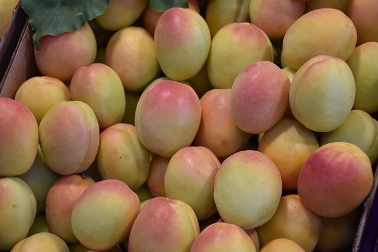 Malatya kayısısı tezgahta