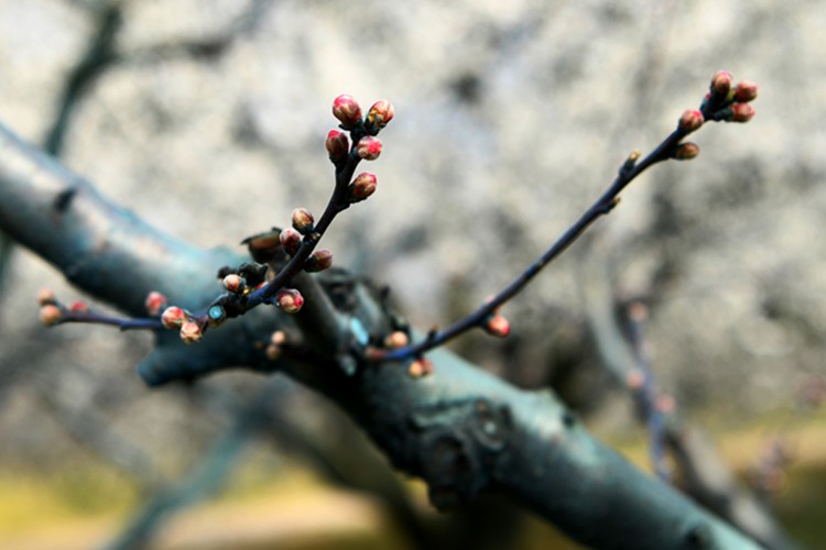 Erkenci şeftali umudu...