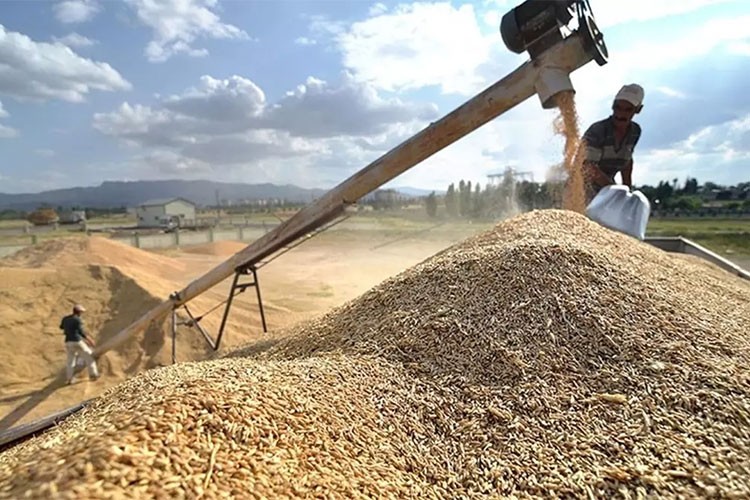 11,9 milyar dolarlık hububat ve bakliyat ihracatı yapıldı