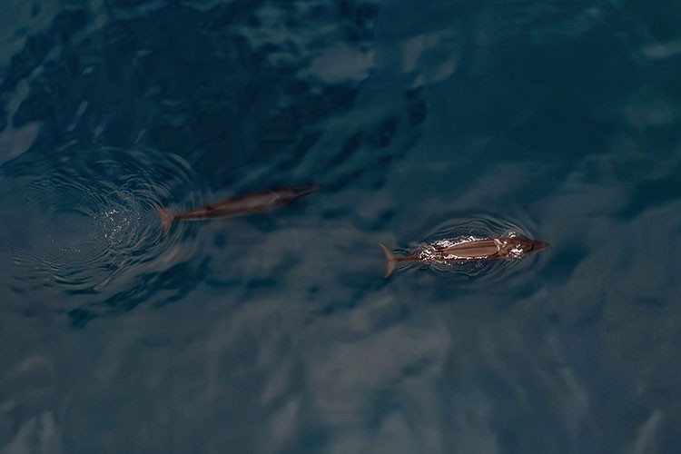 Arktik'te nadir görülen Sei balinalarını gözlemlendi