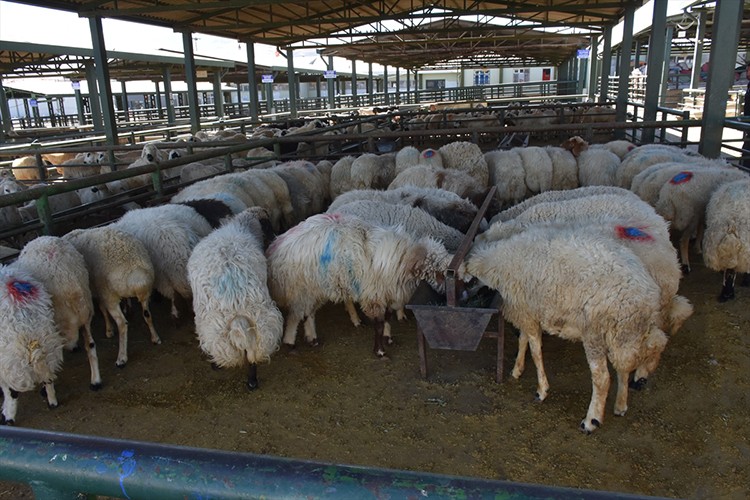 Malatya'da şap nedeniyle kapatılan hayvan pazarı açıldı