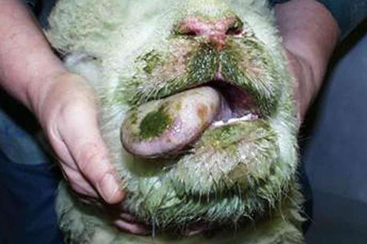 Hollanda, hayvanlarda görülen mavi dil hastalığı konusunda uyardı