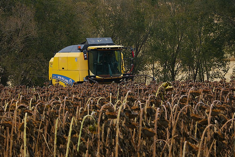 Bayburt'ta çerezlik ayçiçeği üretim alanı genişliyor
