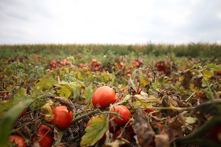 1,3 milyon tonluk üretim